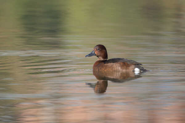 Ferruginous Duck मालक हाँस