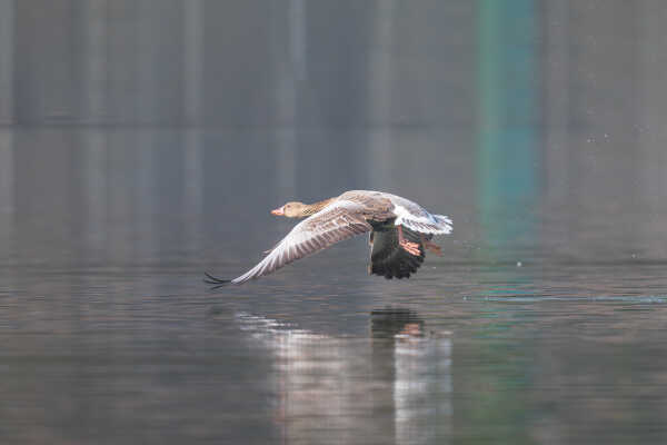 Graylag Goose कल हाँस