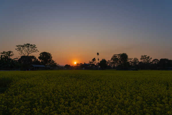 Mustard field and sunset in the Terai village