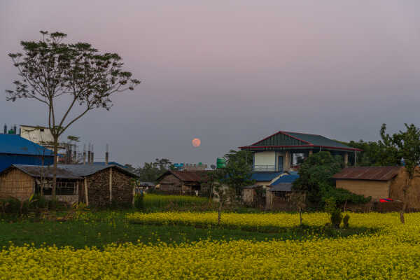 Mustard field and Moon in Terai village