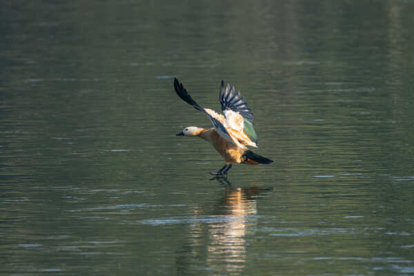 Ruddy Shelduck चखेवाचखेवी