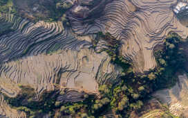 Rice Field Aerial Shot.