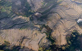 Rice Field Aerial Shot.