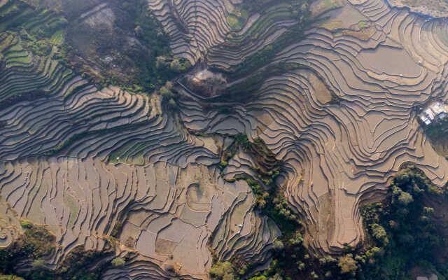 Rice Field Aerial Shot.