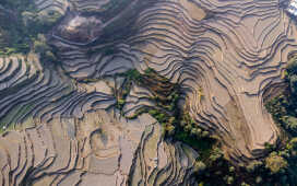 Rice Field Aerial Shot.