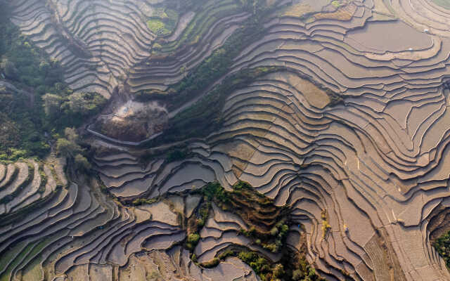 Rice Field Aerial Shot.