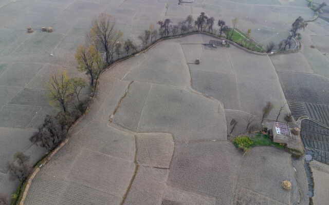 Rice Field Aerial Shot.