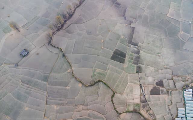 Rice Field Aerial Shot.