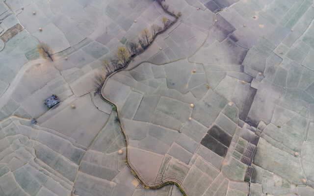 Rice Field Aerial Shot.