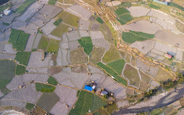 Rice Field Aerial Shot.