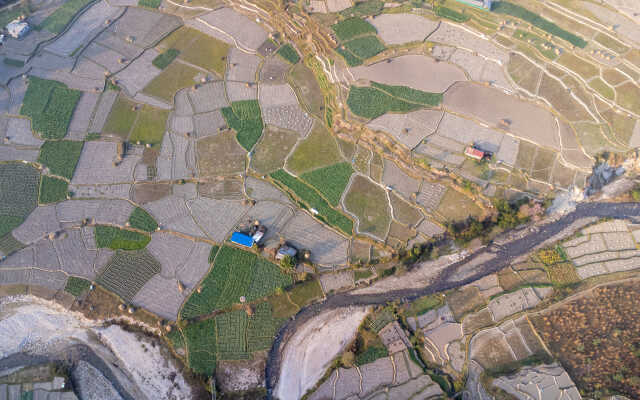 Rice Field Aerial Shot.