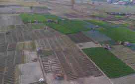 Rice Field Aerial Shot.