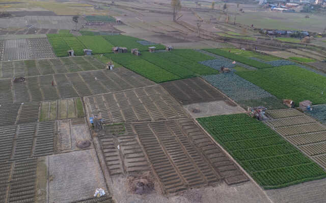 Rice Field Aerial Shot.