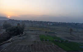 Rice Field Aerial Shot.