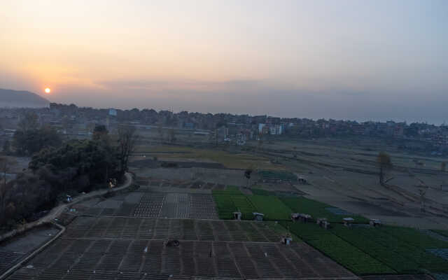 Rice Field Aerial Shot.