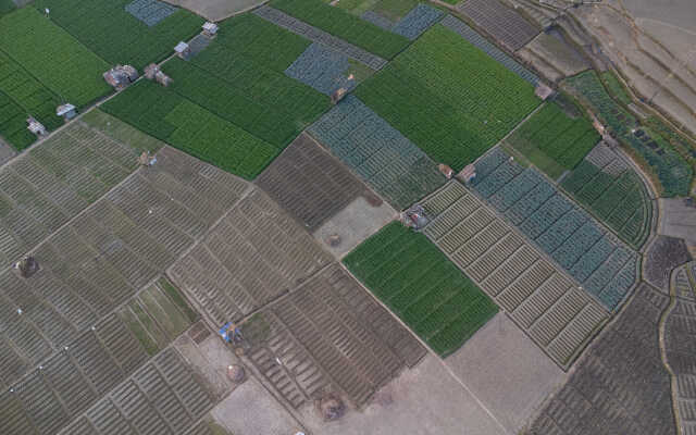 Rice Field Aerial Shot.