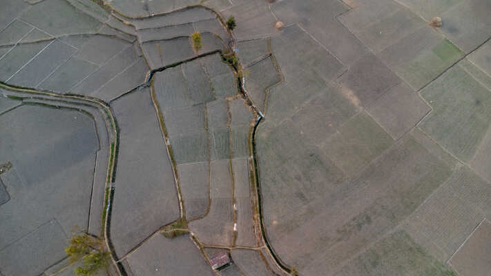 Rice Field Aerial Shot.