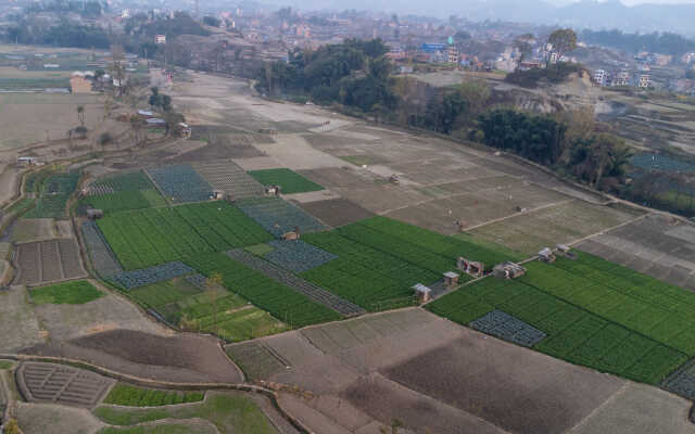 Rice Field Aerial Shot.