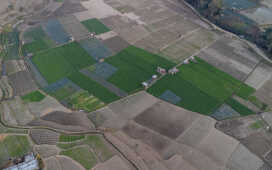 Rice Field Aerial Shot.