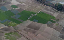 Rice Field Aerial Shot.