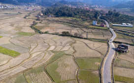 Rice Field Aerial Shot.