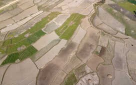 Rice Field Aerial Shot.