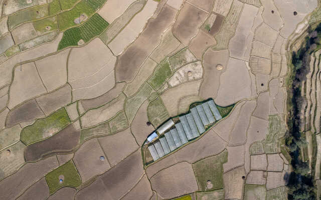 Rice Field Aerial Shot.