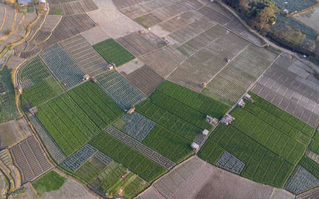 Rice Field Aerial Shot.