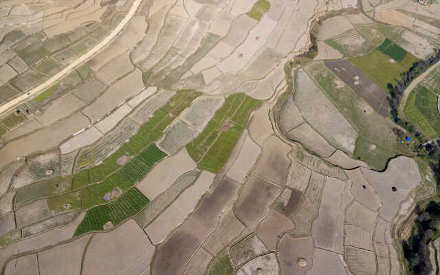 Rice Field Aerial Shot.