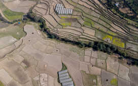 Rice Field Aerial Shot.