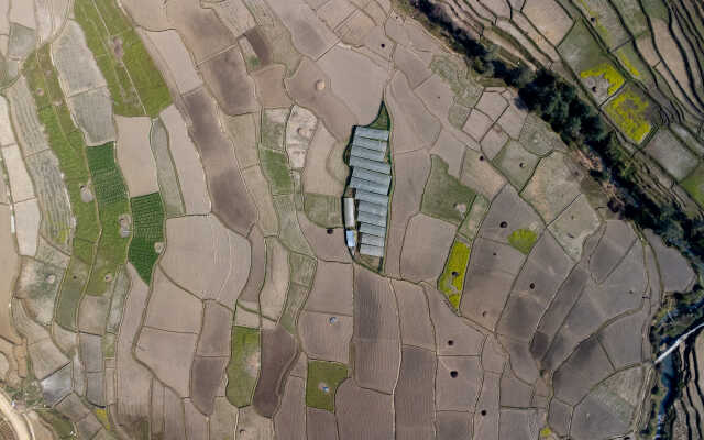 Rice Field Aerial Shot.