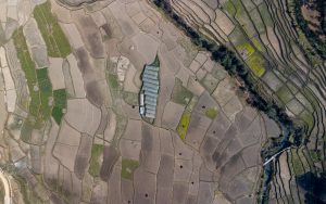 Rice Field Aerial Shot