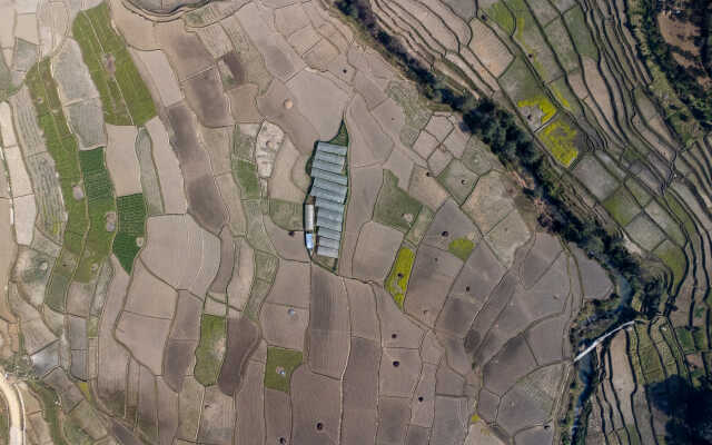 Rice Field Aerial Shot.