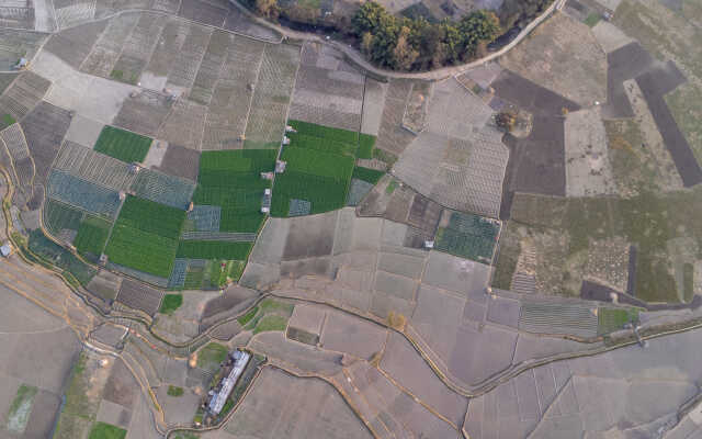 Rice Field Aerial Shot.