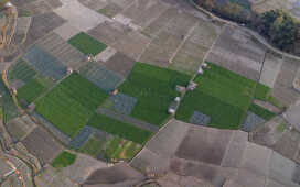 Rice Field Aerial Shot.