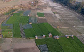 Rice Field Aerial Shot.