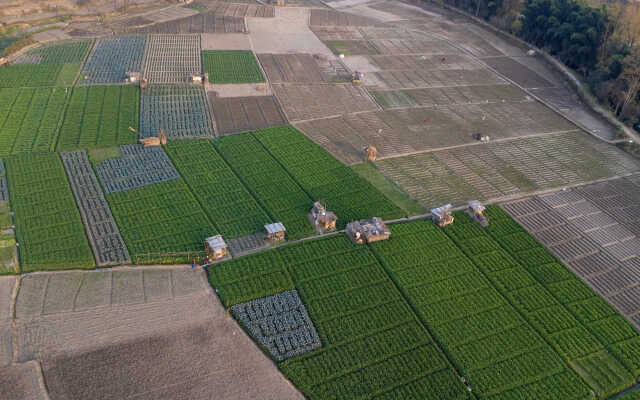 Rice Field Aerial Shot.