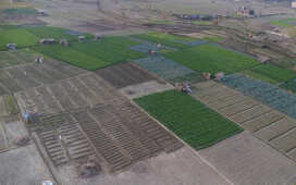 Rice Field Aerial Shot.