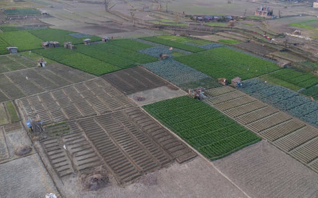 Rice Field Aerial Shot.