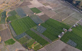 Rice Field Aerial Shot.