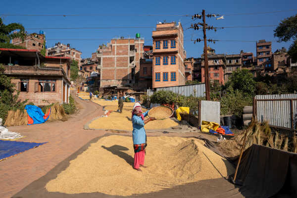 Rice Harvest Season.