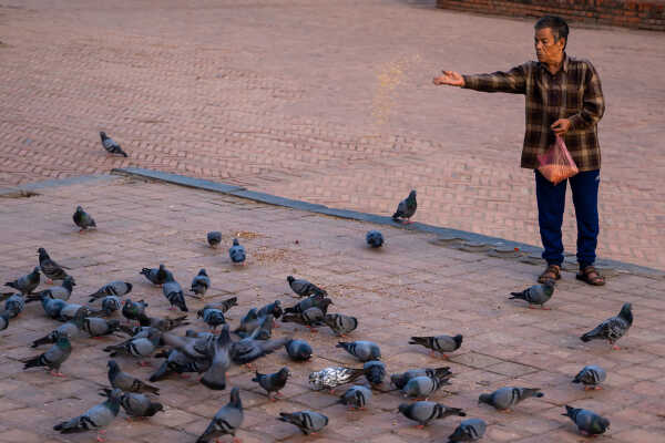 Feeding pigeons