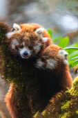 Red Panda also known as Lesser Panda and Red Bear-cat हाब्रे