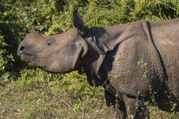 Great One-honred Rhinoceros close-up potrait