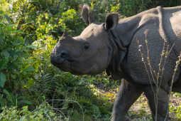 Great One-honred Rhinoceros close-up potrait