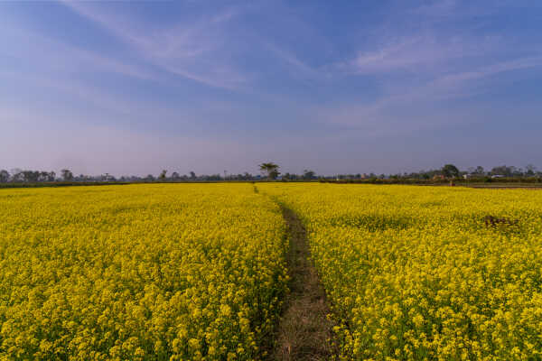 Mustard field in Terai (Meghauli)