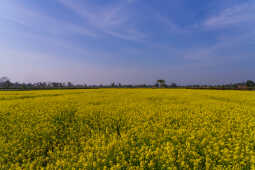 Mustard field in Terai (Meghauli)