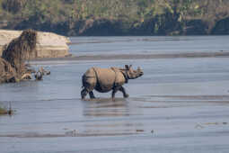 Great One-horned Rhinoceros गैँडा