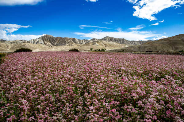 Beauty of mustang during monsoon season