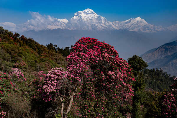 Ghorepani trek myagdi